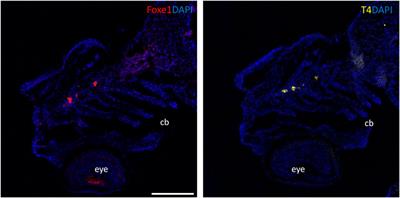 Disruption of the foxe1 gene in zebrafish reveals conserved functions in development of the craniofacial skeleton and the thyroid